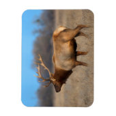 Elkprofiel in de herfst magneet (Verticaal)