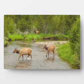 Elks door de Colorado Fotoplaat (voorkant)