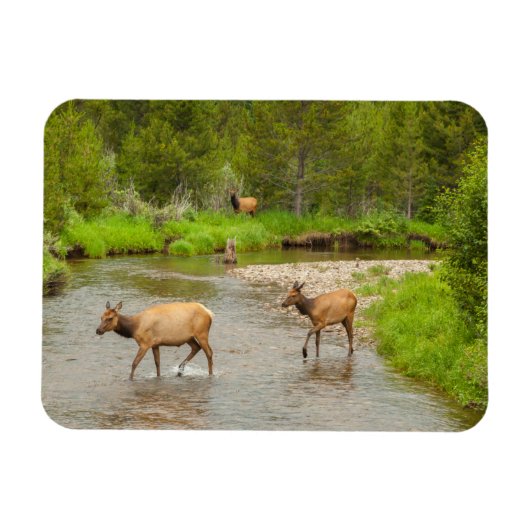 Elks door de Colorado Magneet (Horizontaal)