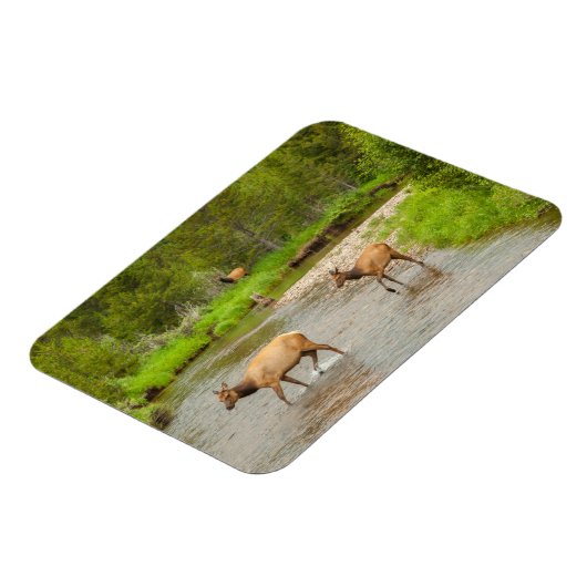 Elks door de Colorado Magneet (Linkerzijde)