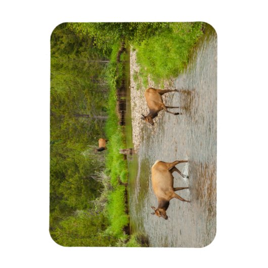 Elks door de Colorado Magneet (Verticaal)