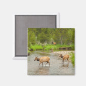 Elks door de Colorado Magneet (Voorkant / Achterkant)