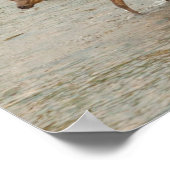 Elks door de Colorado Poster (Hoek)