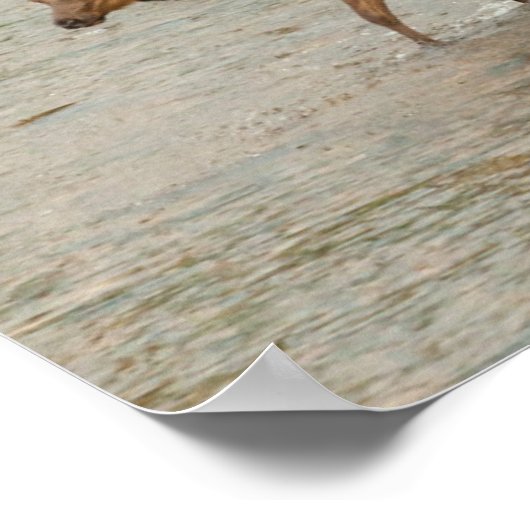 Elks door de Colorado Poster (Hoek)