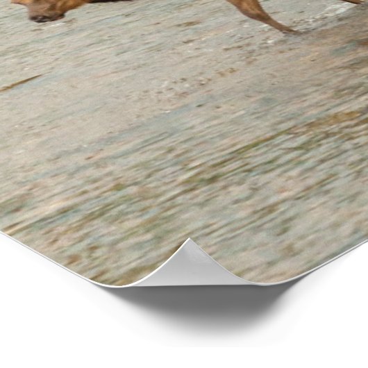 Elks door de Colorado Poster (Hoek)