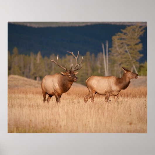 Elks Poster (Voorkant)