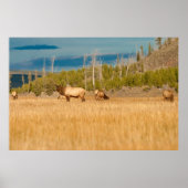 Elks Poster (Voorkant)