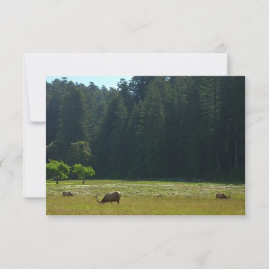 Elkweide in Redwood National Park (Voorkant)