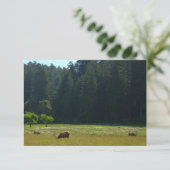 Elkweide in Redwood National Park (Staand voorkant)