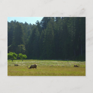 Elkweide in Redwood National Park Briefkaart