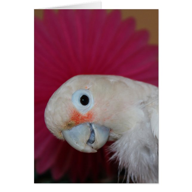 Ella roze noot (Voorkant)