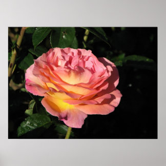 Elle Hybrid Tea Roos 152 Poster