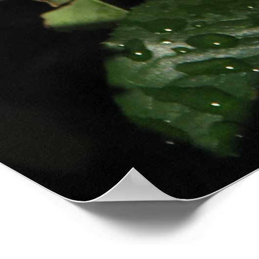 Elle Hybrid Tea Roos 152 Poster (Hoek)