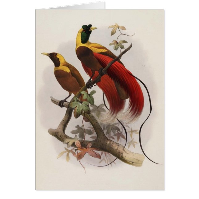 Elliot - Paradisease sanguinea - Roodvogel van het (Voorkant)