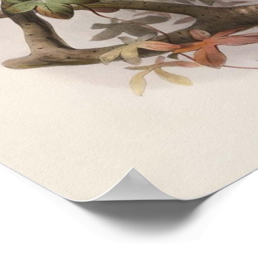 Elliot - Paradisease sanguinea - Roodvogel van het Poster (Hoek)