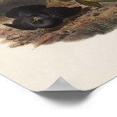 Elliot - Ptilorhynchus violaceus - Satin Bower-vog Poster (Hoek)