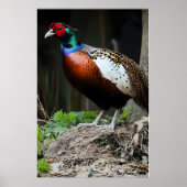 Elliot's fazant poster (Voorkant)