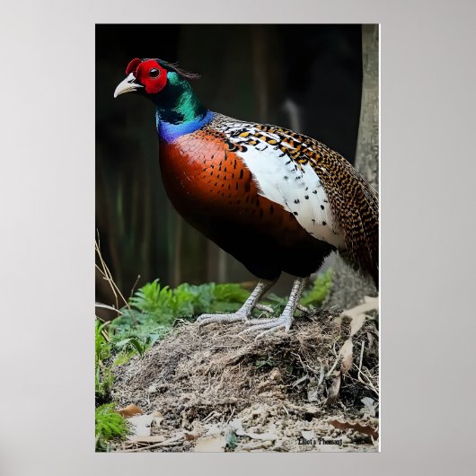 Elliot's fazant poster (Voorkant)