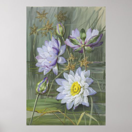 Ellis Rowan Blauw Wit Water Lelie  Bloemen Poster (Voorkant)