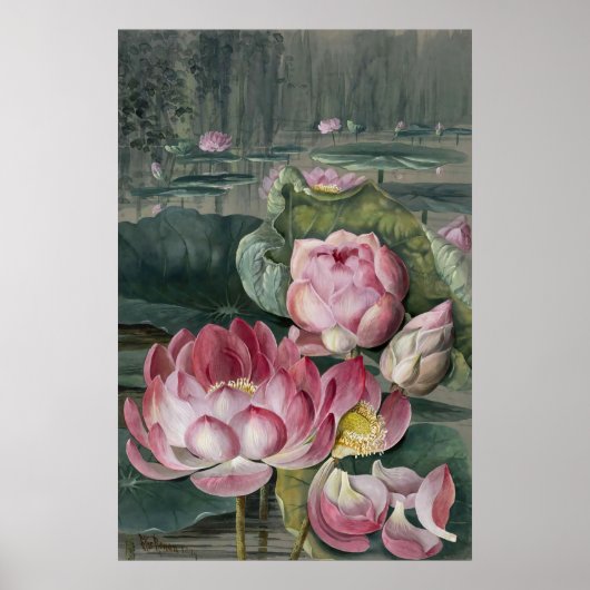 Ellis Rowan Sacred Lotus Water Lily  Flower Poster (Voorkant)