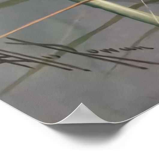 Ellis Rowan White Water Lily  Flowers Poster (Hoek)