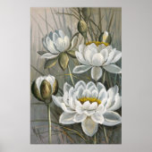 Ellis Rowan White Water Lily  Flowers Poster (Voorkant)