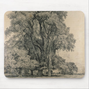 Elm-bomen in Old Hall Park, East Bergholt, 1817 (p Muismat