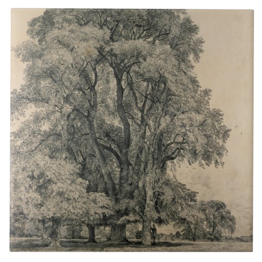 Elm-bomen in Old Hall Park, East Bergholt, 1817 (p Tegeltje (Voorkant)