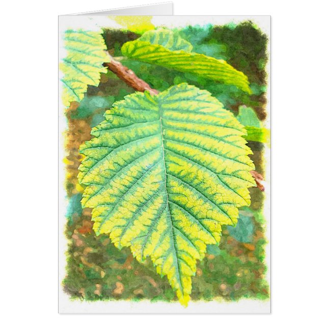 Elm Leaf in het najaar (Voorkant)