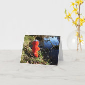 Elmo Plassend aan de waterrand. Kaart (Gele Bloem)