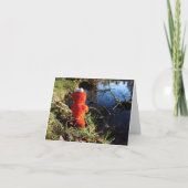 Elmo Plassend aan de waterrand. Kaart (Voorkant)