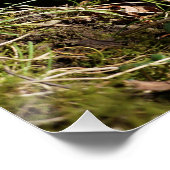 Elmo Plassend aan de waterrand. Perfect Poster (Hoek)