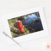 Elmo Plassend aan de waterrand. Rechthoekige Sticker (Envelop)