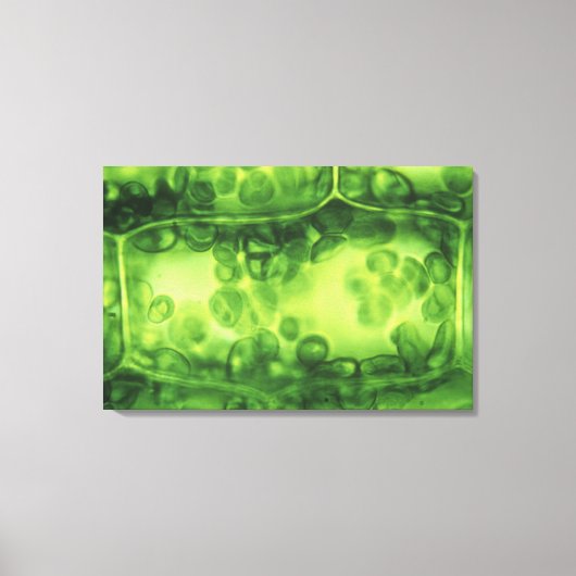Elodea Plant cellen Canvas Afdruk (Voorkant)