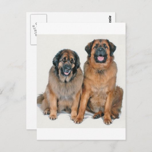 Elsa en Wellington Briefkaart (Voorkant / Achterkant)