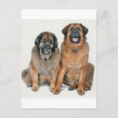 Elsa en Wellington Briefkaart (Voorkant)