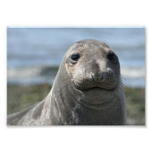 Elsie Mae Anacortes Foto Afdruk (Voorkant)