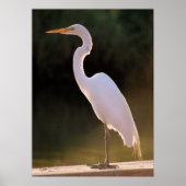 Elusief wit poster (Voorkant)