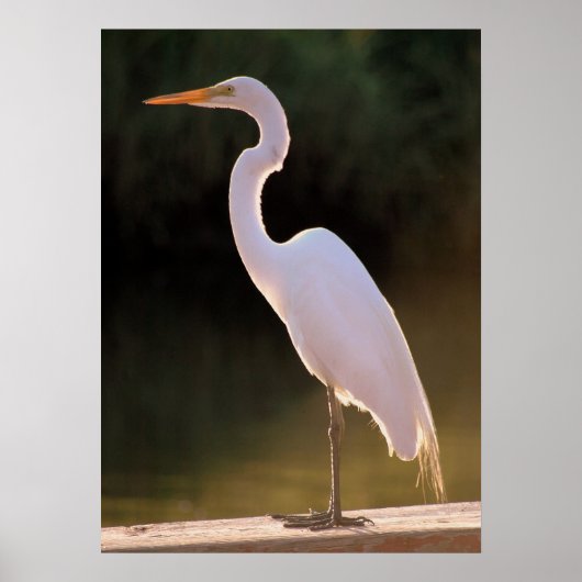 Elusief wit poster (Voorkant)