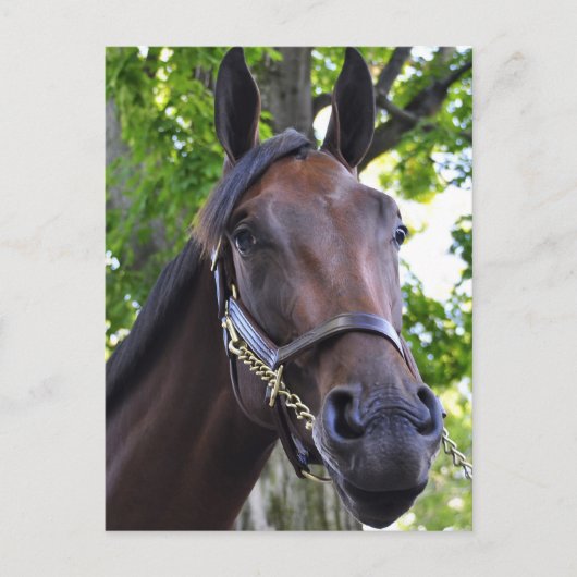 Elusieve kwaliteit, niet beschikbaar briefkaart (Voorkant)