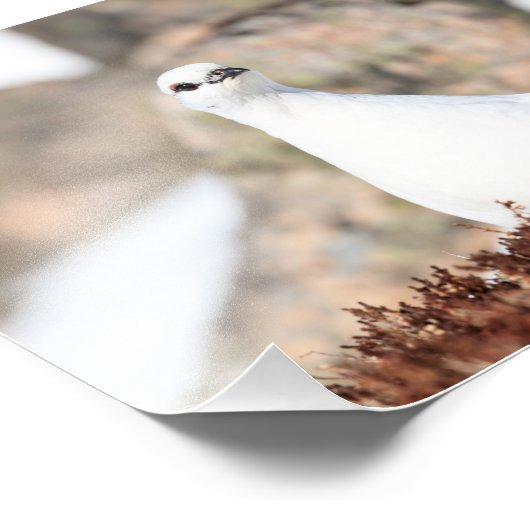 Elusive Ptarmigan Foto Afdruk (Hoek)