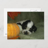 ELVIS, Blue roan &tan american cocker spaniel pup Briefkaart (Voorkant / Achterkant)