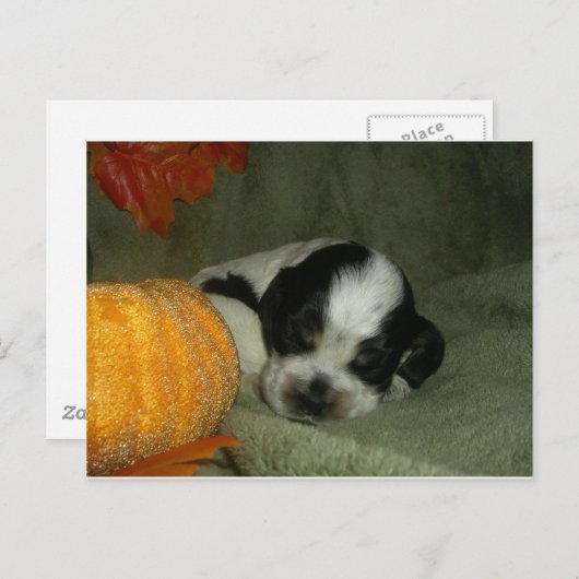 ELVIS, Blue roan &tan american cocker spaniel pup Briefkaart (Voorkant / Achterkant)