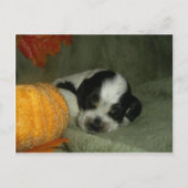 ELVIS, Blue roan &tan american cocker spaniel pup Briefkaart (Voorkant)