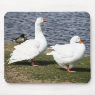 Embden Geese Muismat