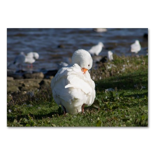 Embden Goose Kaart (Voorkant)