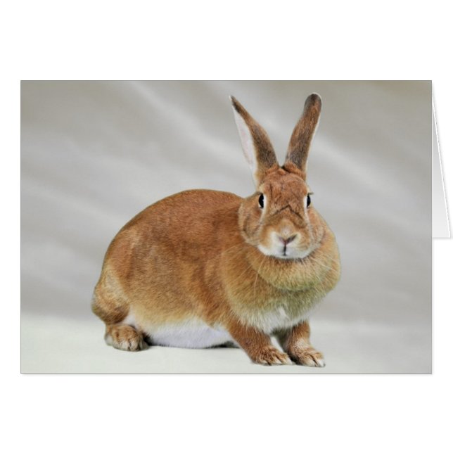 Ember (Voorkant Horizontaal)