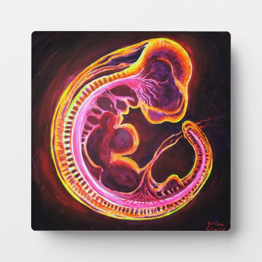 Embryo Fotoplaat (Voorkant)