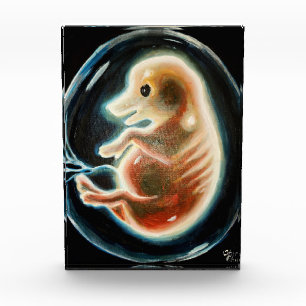 Embryo van varkens fotoblokken