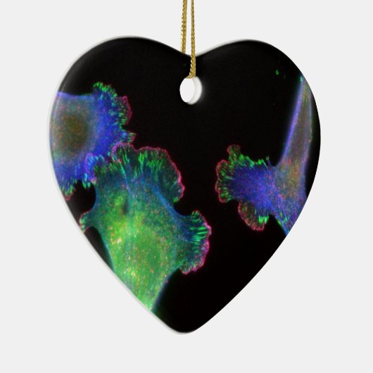 embryonale fibroblasten van de muis keramisch ornament (Rechts)